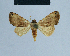  (Eublemma muscula - BC ZSM Lep 81039)  @13 [ ] CreativeCommons - Attribution Non-Commercial Share-Alike (2014) Axel Hausmann/Bavarian State Collection of Zoology (ZSM) SNSB, Zoologische Staatssammlung Muenchen