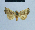  ( - BC ZSM Lep 81040)  @11 [ ] CreativeCommons - Attribution Non-Commercial Share-Alike (2014) Axel Hausmann/Bavarian State Collection of Zoology (ZSM) SNSB, Zoologische Staatssammlung Muenchen