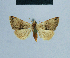  ( - BC ZSM Lep 81041)  @11 [ ] CreativeCommons - Attribution Non-Commercial Share-Alike (2014) Axel Hausmann/Bavarian State Collection of Zoology (ZSM) SNSB, Zoologische Staatssammlung Muenchen