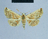  (Eublemma legraini - BC ZSM Lep 81042)  @11 [ ] CreativeCommons - Attribution Non-Commercial Share-Alike (2014) Axel Hausmann/Bavarian State Collection of Zoology (ZSM) SNSB, Zoologische Staatssammlung Muenchen