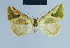  (Eublemma maurochlora - BC ZSM Lep 81043)  @11 [ ] CreativeCommons - Attribution Non-Commercial Share-Alike (2014) Axel Hausmann/Bavarian State Collection of Zoology (ZSM) SNSB, Zoologische Staatssammlung Muenchen