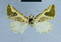  ( - BC ZSM Lep 81044)  @12 [ ] CreativeCommons - Attribution Non-Commercial Share-Alike (2014) Axel Hausmann/Bavarian State Collection of Zoology (ZSM) SNSB, Zoologische Staatssammlung Muenchen