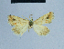  (Eublemma ceresensis - BC ZSM Lep 81046)  @11 [ ] CreativeCommons - Attribution Non-Commercial Share-Alike (2014) Axel Hausmann/Bavarian State Collection of Zoology (ZSM) SNSB, Zoologische Staatssammlung Muenchen