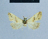  (Eublemma flavida - BC ZSM Lep 81047)  @11 [ ] CreativeCommons - Attribution Non-Commercial Share-Alike (2014) Axel Hausmann/Bavarian State Collection of Zoology (ZSM) SNSB, Zoologische Staatssammlung Muenchen