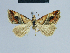  (Eublemma glaucizona - BC ZSM Lep 81049)  @13 [ ] CreativeCommons - Attribution Non-Commercial Share-Alike (2014) Axel Hausmann/Bavarian State Collection of Zoology (ZSM) SNSB, Zoologische Staatssammlung Muenchen
