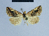  ( - BC ZSM Lep 81050)  @13 [ ] CreativeCommons - Attribution Non-Commercial Share-Alike (2014) Axel Hausmann/Bavarian State Collection of Zoology (ZSM) SNSB, Zoologische Staatssammlung Muenchen