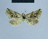  (Eublemma ferrographica - BC ZSM Lep 81051)  @12 [ ] CreativeCommons - Attribution Non-Commercial Share-Alike (2014) Axel Hausmann/Bavarian State Collection of Zoology (ZSM) SNSB, Zoologische Staatssammlung Muenchen