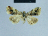 ( - BC ZSM Lep 81053)  @12 [ ] CreativeCommons - Attribution Non-Commercial Share-Alike (2014) Axel Hausmann/Bavarian State Collection of Zoology (ZSM) SNSB, Zoologische Staatssammlung Muenchen