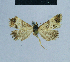  ( - BC ZSM Lep 81056)  @11 [ ] CreativeCommons - Attribution Non-Commercial Share-Alike (2014) Axel Hausmann/Bavarian State Collection of Zoology (ZSM) SNSB, Zoologische Staatssammlung Muenchen
