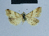  (Eublemma felderi - BC ZSM Lep 81057)  @12 [ ] CreativeCommons - Attribution Non-Commercial Share-Alike (2014) Axel Hausmann/Bavarian State Collection of Zoology (ZSM) SNSB, Zoologische Staatssammlung Muenchen