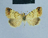  (Eublemma delicata - BC ZSM Lep 81058)  @13 [ ] CreativeCommons - Attribution Non-Commercial Share-Alike (2014) Axel Hausmann/Bavarian State Collection of Zoology (ZSM) SNSB, Zoologische Staatssammlung Muenchen