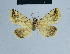  ( - BC ZSM Lep 81059)  @11 [ ] CreativeCommons - Attribution Non-Commercial Share-Alike (2014) Axel Hausmann/Bavarian State Collection of Zoology (ZSM) SNSB, Zoologische Staatssammlung Muenchen