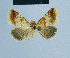 ( - BC ZSM Lep 81060)  @12 [ ] CreativeCommons - Attribution Non-Commercial Share-Alike (2014) Axel Hausmann/Bavarian State Collection of Zoology (ZSM) SNSB, Zoologische Staatssammlung Muenchen