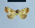  ( - BC ZSM Lep 81062)  @11 [ ] CreativeCommons - Attribution Non-Commercial Share-Alike (2014) Axel Hausmann/Bavarian State Collection of Zoology (ZSM) SNSB, Zoologische Staatssammlung Muenchen