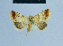 ( - BC ZSM Lep 81063)  @11 [ ] CreativeCommons - Attribution Non-Commercial Share-Alike (2014) Axel Hausmann/Bavarian State Collection of Zoology (ZSM) SNSB, Zoologische Staatssammlung Muenchen