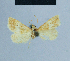  (Eublemma flavescens - BC ZSM Lep 81064)  @12 [ ] CreativeCommons - Attribution Non-Commercial Share-Alike (2014) Axel Hausmann/Bavarian State Collection of Zoology (ZSM) SNSB, Zoologische Staatssammlung Muenchen