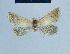  (Eublemma pyrastis - BC ZSM Lep 81065)  @11 [ ] CreativeCommons - Attribution Non-Commercial Share-Alike (2014) Axel Hausmann/Bavarian State Collection of Zoology (ZSM) SNSB, Zoologische Staatssammlung Muenchen