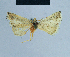  ( - BC ZSM Lep 81066)  @11 [ ] CreativeCommons - Attribution Non-Commercial Share-Alike (2014) Axel Hausmann/Bavarian State Collection of Zoology (ZSM) SNSB, Zoologische Staatssammlung Muenchen