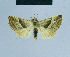  ( - BC ZSM Lep 81067)  @12 [ ] CreativeCommons - Attribution Non-Commercial Share-Alike (2014) Axel Hausmann/Bavarian State Collection of Zoology (ZSM) SNSB, Zoologische Staatssammlung Muenchen