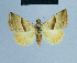  ( - BC ZSM Lep 81068)  @13 [ ] CreativeCommons - Attribution Non-Commercial Share-Alike (2014) Axel Hausmann/Bavarian State Collection of Zoology (ZSM) SNSB, Zoologische Staatssammlung Muenchen