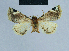  ( - BC ZSM Lep 81069)  @11 [ ] CreativeCommons - Attribution Non-Commercial Share-Alike (2014) Axel Hausmann/Bavarian State Collection of Zoology (ZSM) SNSB, Zoologische Staatssammlung Muenchen