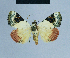  ( - BC ZSM Lep 81071)  @11 [ ] CreativeCommons - Attribution Non-Commercial Share-Alike (2014) Axel Hausmann/Bavarian State Collection of Zoology (ZSM) SNSB, Zoologische Staatssammlung Muenchen