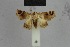  ( - BC ZSM Lep 81072)  @11 [ ] CreativeCommons - Attribution Non-Commercial Share-Alike (2014) Axel Hausmann/Bavarian State Collection of Zoology (ZSM) SNSB, Zoologische Staatssammlung Muenchen