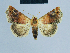  ( - BC ZSM Lep 81073)  @11 [ ] CreativeCommons - Attribution Non-Commercial Share-Alike (2014) Axel Hausmann/Bavarian State Collection of Zoology (ZSM) SNSB, Zoologische Staatssammlung Muenchen