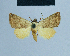  ( - BC ZSM Lep 81077)  @13 [ ] CreativeCommons - Attribution Non-Commercial Share-Alike (2014) Axel Hausmann/Bavarian State Collection of Zoology (ZSM) SNSB, Zoologische Staatssammlung Muenchen