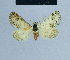  ( - BC ZSM Lep 81078)  @11 [ ] CreativeCommons - Attribution Non-Commercial Share-Alike (2014) Axel Hausmann/Bavarian State Collection of Zoology (ZSM) SNSB, Zoologische Staatssammlung Muenchen