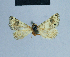  ( - BC ZSM Lep 81079)  @11 [ ] CreativeCommons - Attribution Non-Commercial Share-Alike (2014) Axel Hausmann/Bavarian State Collection of Zoology (ZSM) SNSB, Zoologische Staatssammlung Muenchen