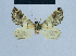  ( - BC ZSM Lep 81080)  @11 [ ] CreativeCommons - Attribution Non-Commercial Share-Alike (2014) Axel Hausmann/Bavarian State Collection of Zoology (ZSM) SNSB, Zoologische Staatssammlung Muenchen