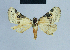  ( - BC ZSM Lep 81081)  @11 [ ] CreativeCommons - Attribution Non-Commercial Share-Alike (2014) Axel Hausmann/Bavarian State Collection of Zoology (ZSM) SNSB, Zoologische Staatssammlung Muenchen