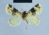  ( - BC ZSM Lep 81083)  @13 [ ] CreativeCommons - Attribution Non-Commercial Share-Alike (2014) Axel Hausmann/Bavarian State Collection of Zoology (ZSM) SNSB, Zoologische Staatssammlung Muenchen