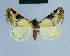  ( - BC ZSM Lep 81084)  @11 [ ] CreativeCommons - Attribution Non-Commercial Share-Alike (2014) Axel Hausmann/Bavarian State Collection of Zoology (ZSM) SNSB, Zoologische Staatssammlung Muenchen