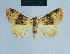  ( - BC ZSM Lep 81085)  @11 [ ] CreativeCommons - Attribution Non-Commercial Share-Alike (2014) Axel Hausmann/Bavarian State Collection of Zoology (ZSM) SNSB, Zoologische Staatssammlung Muenchen