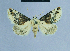  ( - BC ZSM Lep 81086)  @11 [ ] CreativeCommons - Attribution Non-Commercial Share-Alike (2014) Axel Hausmann/Bavarian State Collection of Zoology (ZSM) SNSB, Zoologische Staatssammlung Muenchen