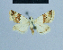  ( - BC ZSM Lep 81088)  @11 [ ] CreativeCommons - Attribution Non-Commercial Share-Alike (2014) Axel Hausmann/Bavarian State Collection of Zoology (ZSM) SNSB, Zoologische Staatssammlung Muenchen