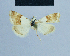  ( - BC ZSM Lep 81090)  @13 [ ] CreativeCommons - Attribution Non-Commercial Share-Alike (2014) Axel Hausmann/Bavarian State Collection of Zoology (ZSM) SNSB, Zoologische Staatssammlung Muenchen