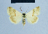  ( - BC ZSM Lep 81091)  @13 [ ] CreativeCommons - Attribution Non-Commercial Share-Alike (2014) Axel Hausmann/Bavarian State Collection of Zoology (ZSM) SNSB, Zoologische Staatssammlung Muenchen
