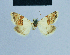  ( - BC ZSM Lep 81092)  @11 [ ] CreativeCommons - Attribution Non-Commercial Share-Alike (2014) Axel Hausmann/Bavarian State Collection of Zoology (ZSM) SNSB, Zoologische Staatssammlung Muenchen