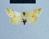  ( - BC ZSM Lep 81093)  @12 [ ] CreativeCommons - Attribution Non-Commercial Share-Alike (2014) Axel Hausmann/Bavarian State Collection of Zoology (ZSM) SNSB, Zoologische Staatssammlung Muenchen
