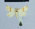  ( - BC ZSM Lep 81096)  @11 [ ] CreativeCommons - Attribution Non-Commercial Share-Alike (2014) Axel Hausmann/Bavarian State Collection of Zoology (ZSM) SNSB, Zoologische Staatssammlung Muenchen