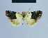  (Eublemma bipartita - BC ZSM Lep 81097)  @12 [ ] CreativeCommons - Attribution Non-Commercial Share-Alike (2014) Axel Hausmann/Bavarian State Collection of Zoology (ZSM) SNSB, Zoologische Staatssammlung Muenchen