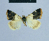  ( - BC ZSM Lep 81098)  @12 [ ] CreativeCommons - Attribution Non-Commercial Share-Alike (2014) Axel Hausmann/Bavarian State Collection of Zoology (ZSM) SNSB, Zoologische Staatssammlung Muenchen