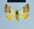  ( - BC ZSM Lep 81100)  @14 [ ] CreativeCommons - Attribution Non-Commercial Share-Alike (2014) Axel Hausmann/Bavarian State Collection of Zoology (ZSM) SNSB, Zoologische Staatssammlung Muenchen