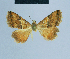  ( - BC ZSM Lep 81103)  @11 [ ] CreativeCommons - Attribution Non-Commercial Share-Alike (2014) Axel Hausmann/Bavarian State Collection of Zoology (ZSM) SNSB, Zoologische Staatssammlung Muenchen