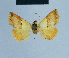  ( - BC ZSM Lep 81104)  @12 [ ] CreativeCommons - Attribution Non-Commercial Share-Alike (2014) Axel Hausmann/Bavarian State Collection of Zoology (ZSM) SNSB, Zoologische Staatssammlung Muenchen