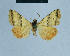  ( - BC ZSM Lep 81105)  @11 [ ] CreativeCommons - Attribution Non-Commercial Share-Alike (2014) Axel Hausmann/Bavarian State Collection of Zoology (ZSM) SNSB, Zoologische Staatssammlung Muenchen