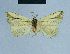  ( - BC ZSM Lep 81108)  @13 [ ] CreativeCommons - Attribution Non-Commercial Share-Alike (2014) Axel Hausmann/Bavarian State Collection of Zoology (ZSM) SNSB, Zoologische Staatssammlung Muenchen